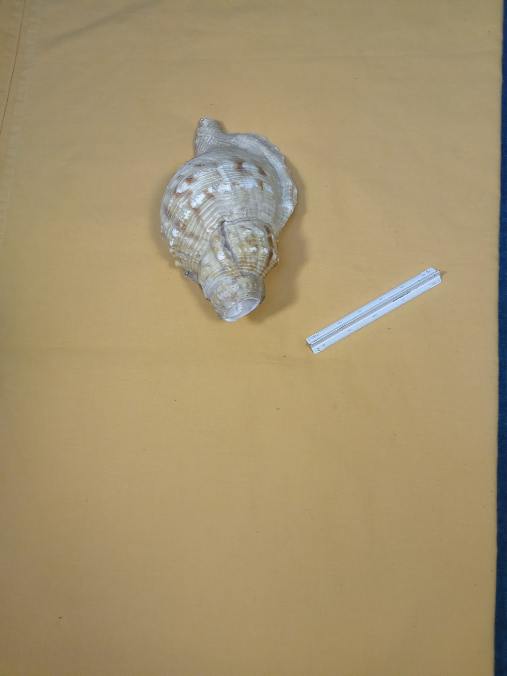 He «fabricado» una caracola